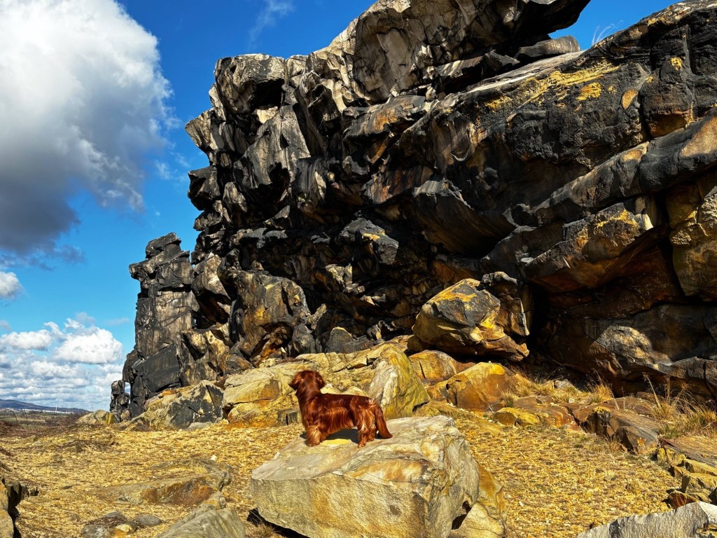Eine Reise mit Hund nach&nbsp;Blankenburg