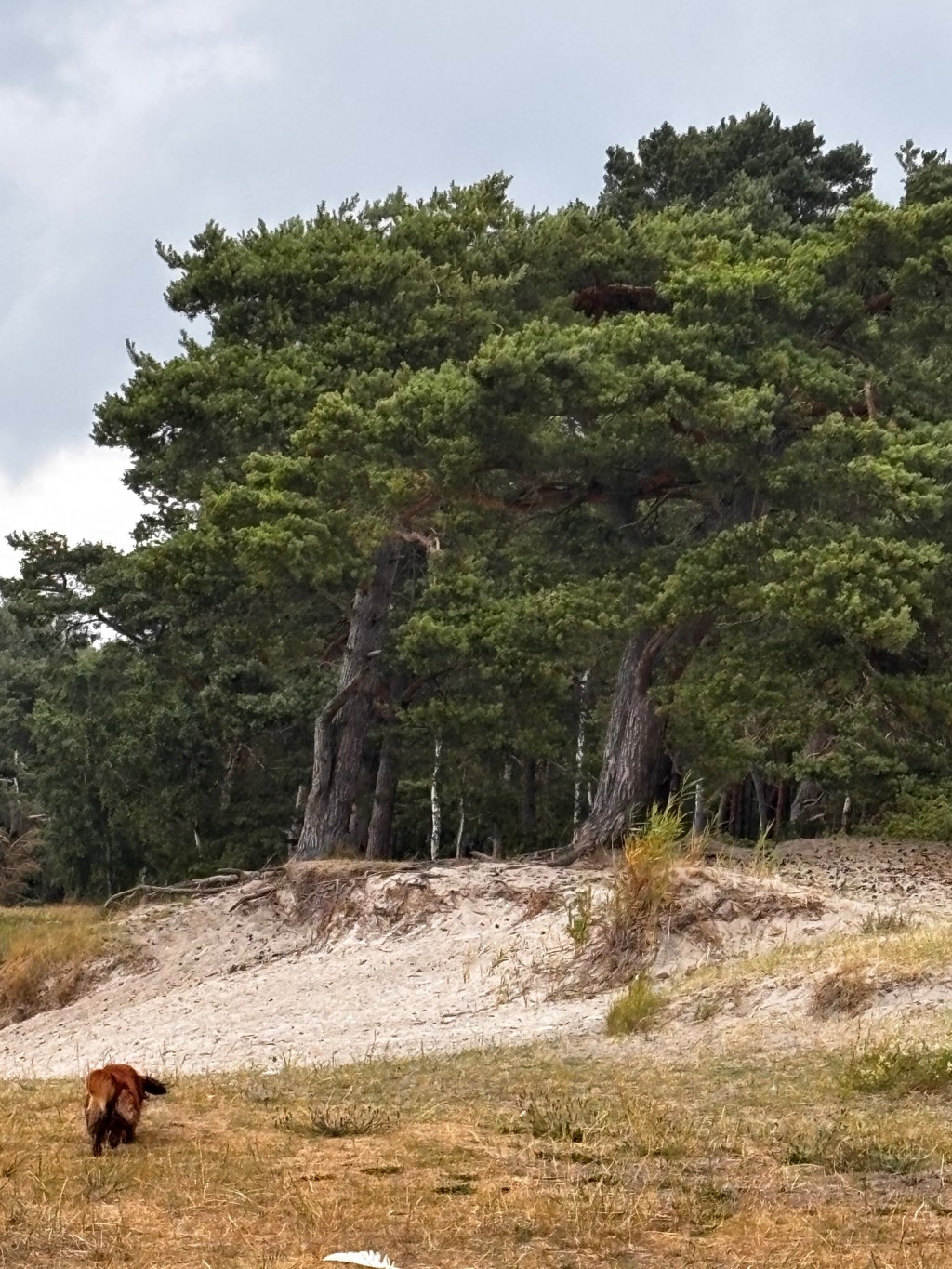 Meine Erfahrungen mit Hund in&nbsp;Peenemünde