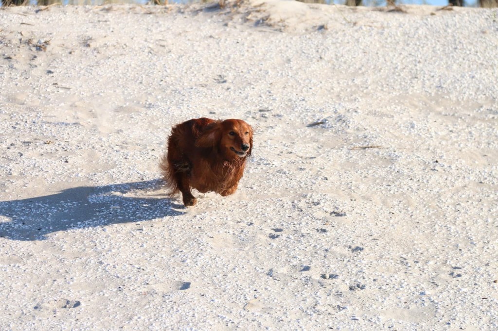 Urlaubstipps mit Hund für Travemünde