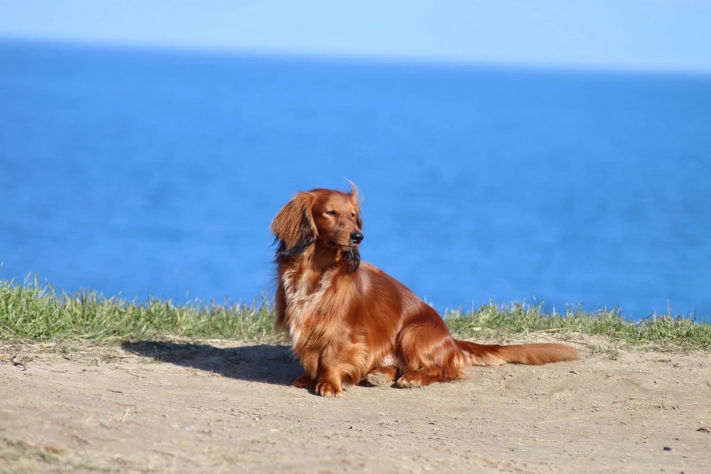 Hundestrand Ostsee Schleswig Holstein