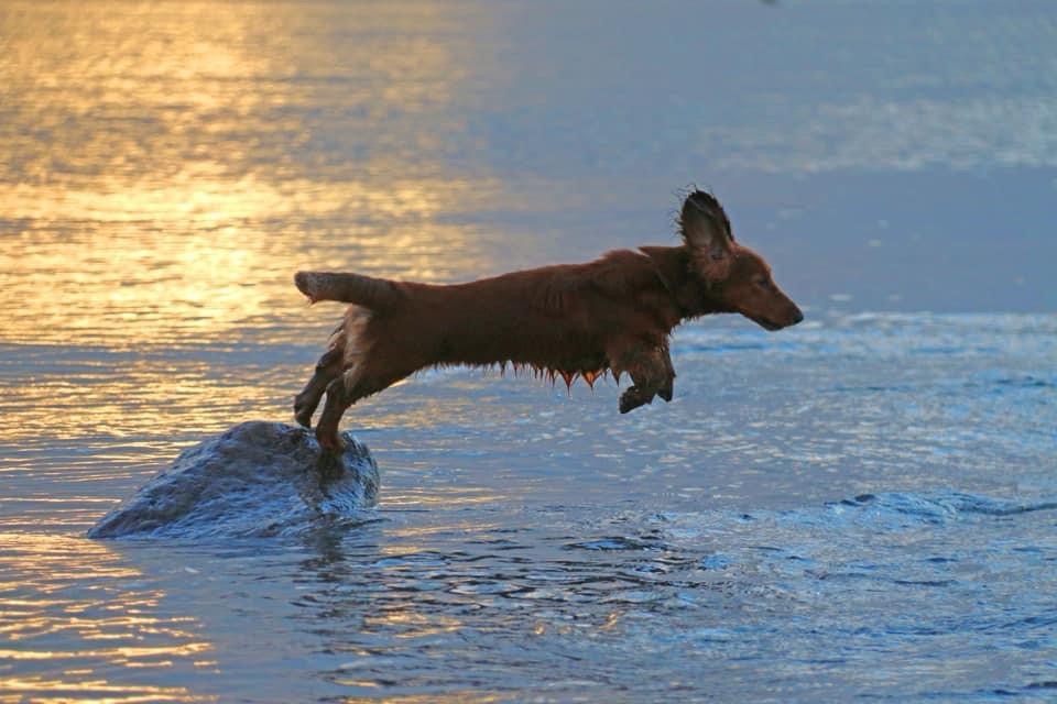 Urlaub mit Hund auf Texel
