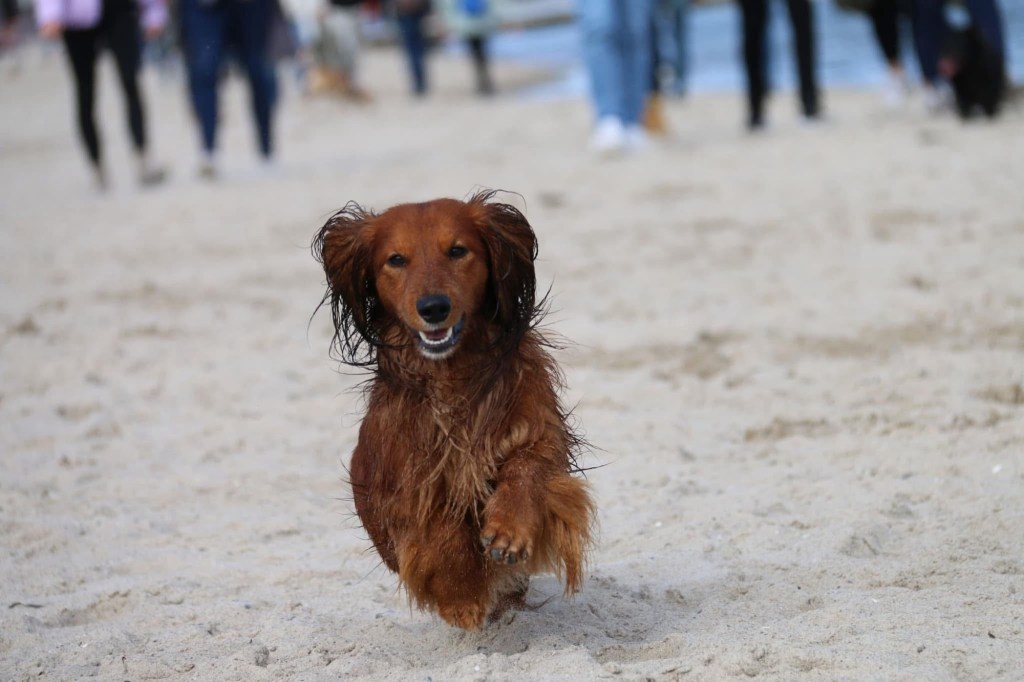 Urlaub mit Hund in Grömitz