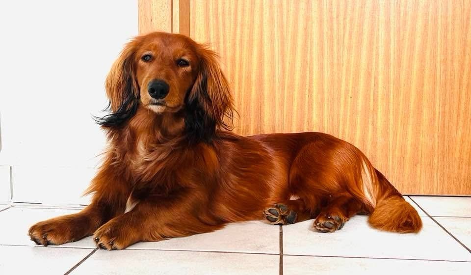 Hund im Hotel
