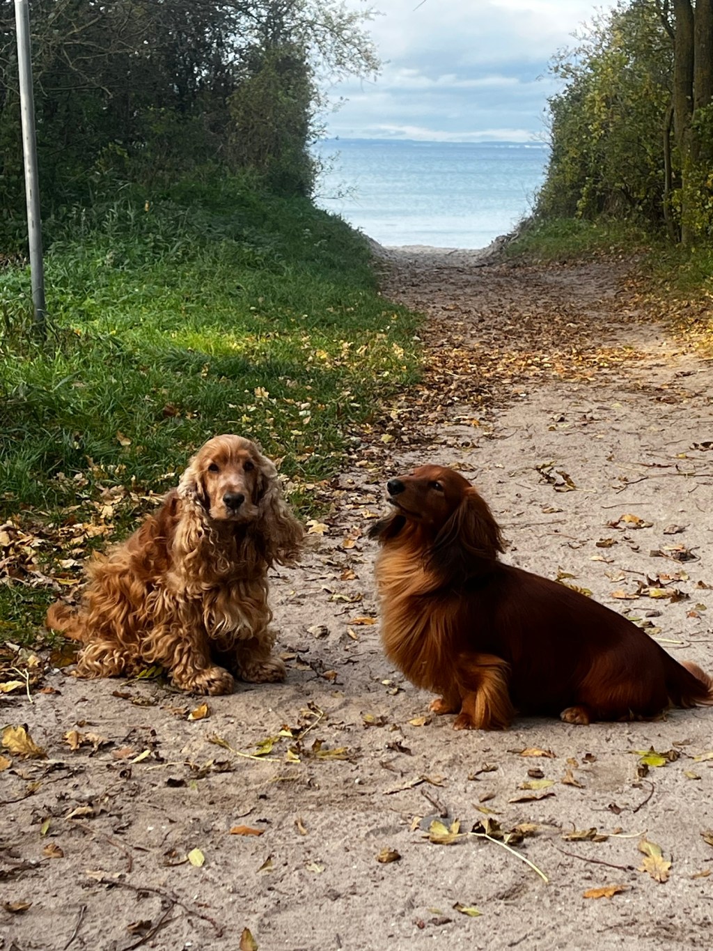 Ostseeurlaub in Barendorf mit Hund