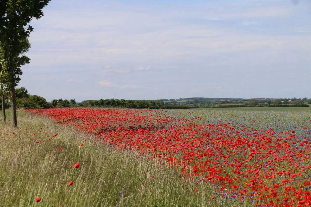 Gremersdorf bei Heiligenhafen – Mohnblüte, Steilküste und Spaziergänge mit Hund