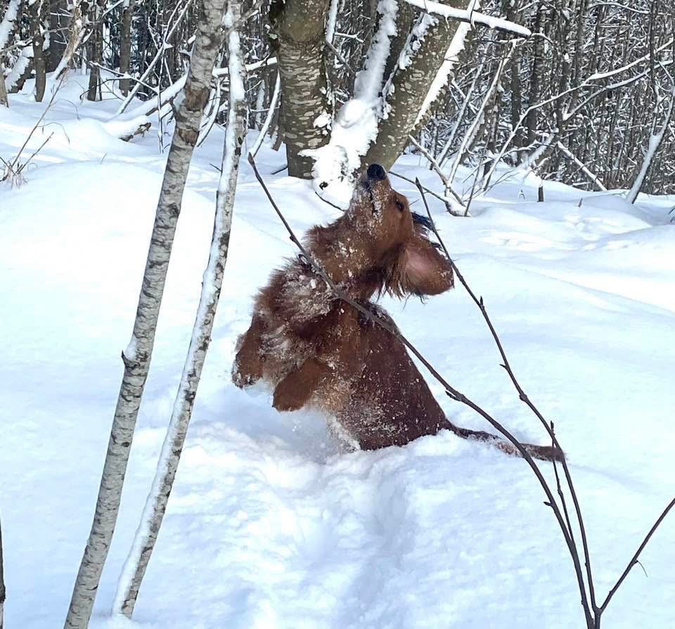 Winterferien mit Hund in Schönwald