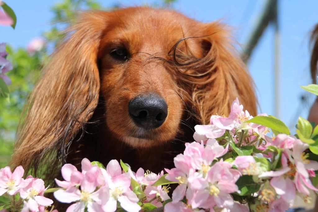 Apfelblüte im alten&nbsp;Land