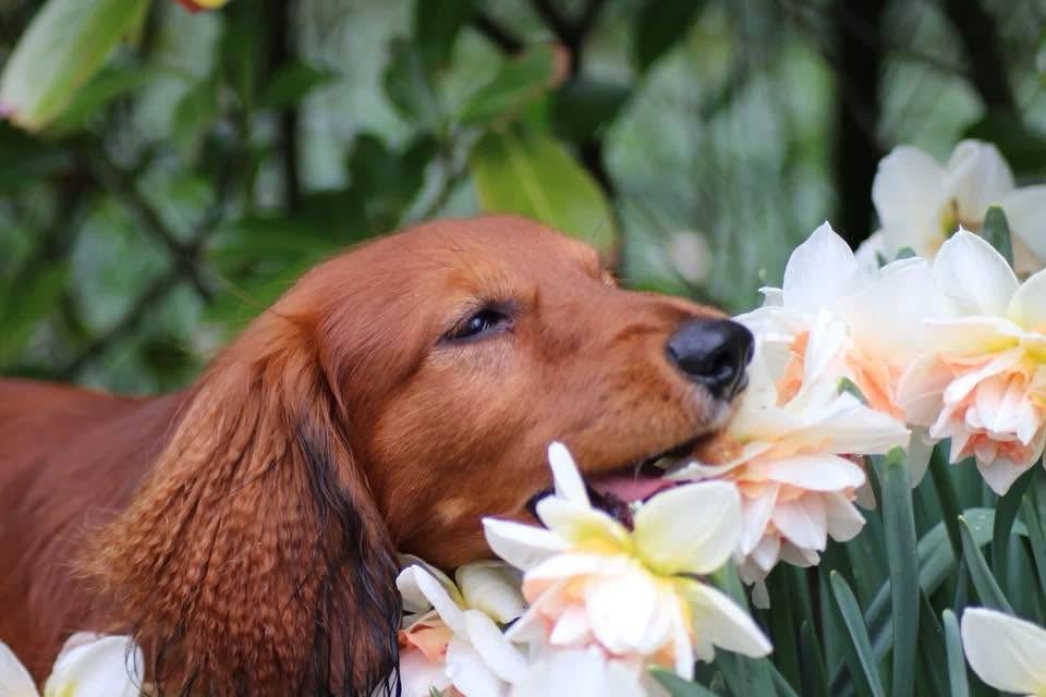 Der Keukenhof – Tulpenblüte in Holland&nbsp;erleben