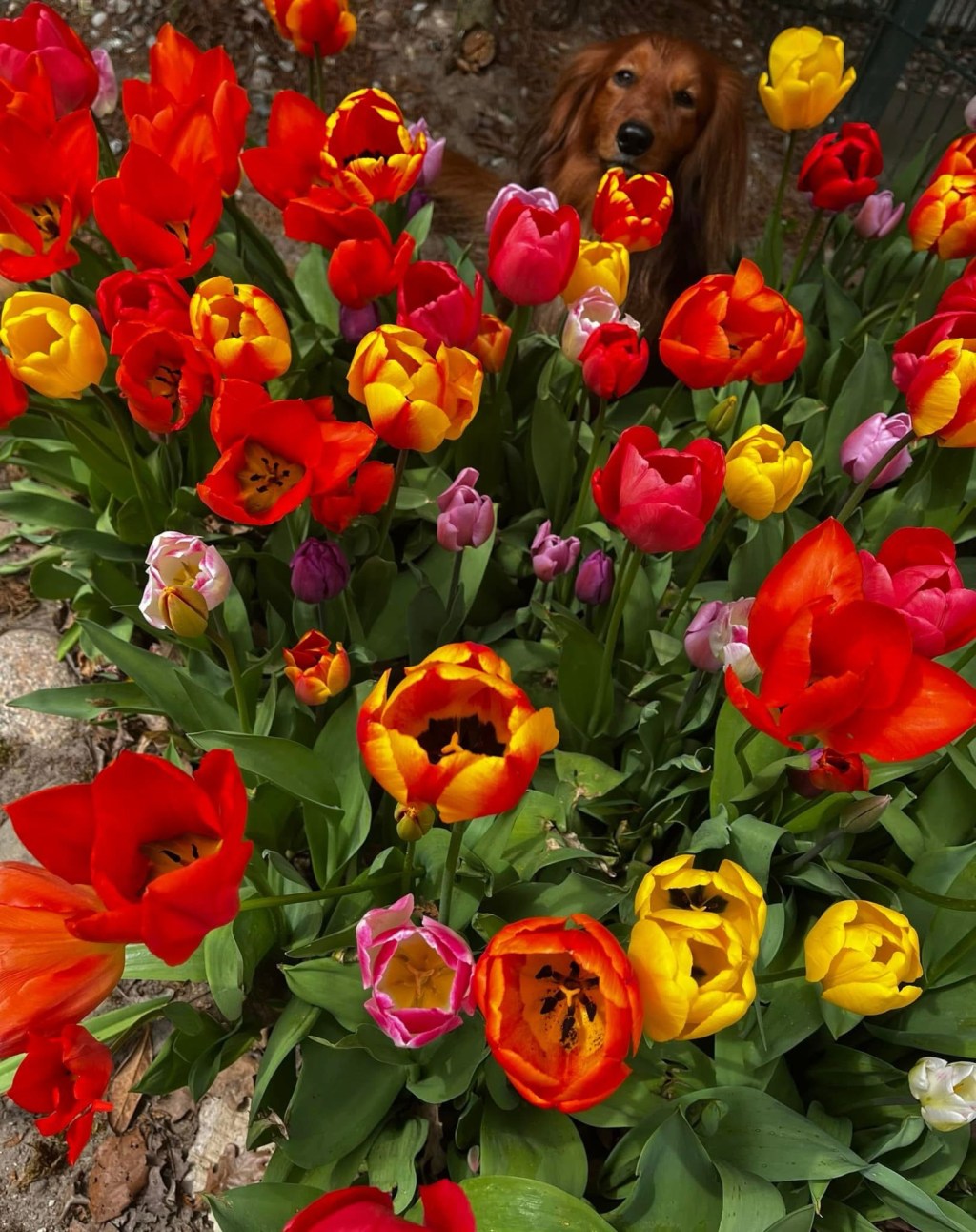 Tulpenfelder in der&nbsp;Nähe