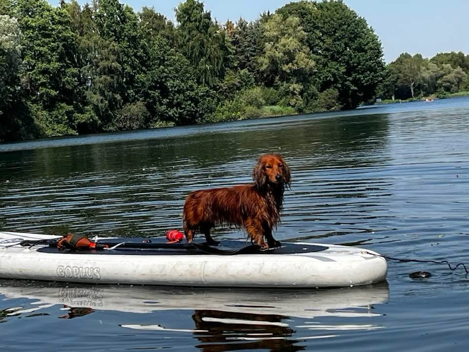 Urlaub mit Hund am&nbsp;See