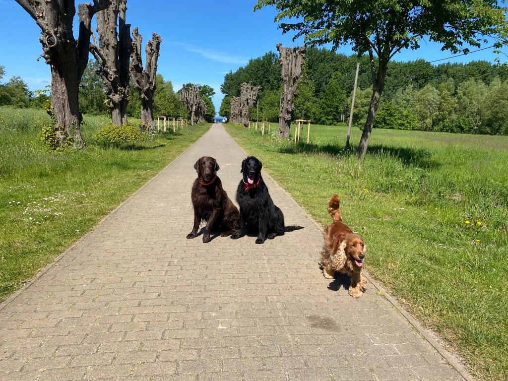 Gross Schwannsee mit Hund