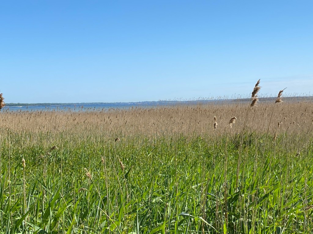 Urlaub in Boiensdorf mit&nbsp;Hund