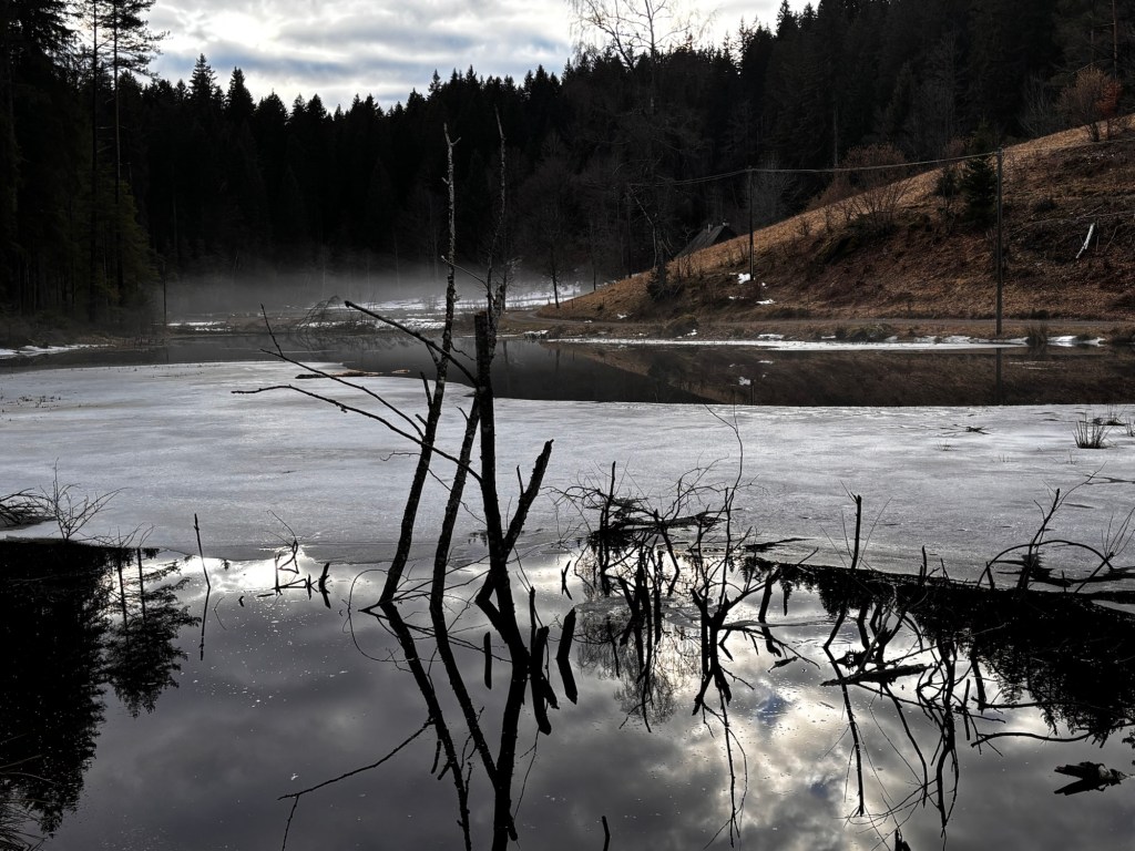 Urlaub mit Hund in Hinterzarten