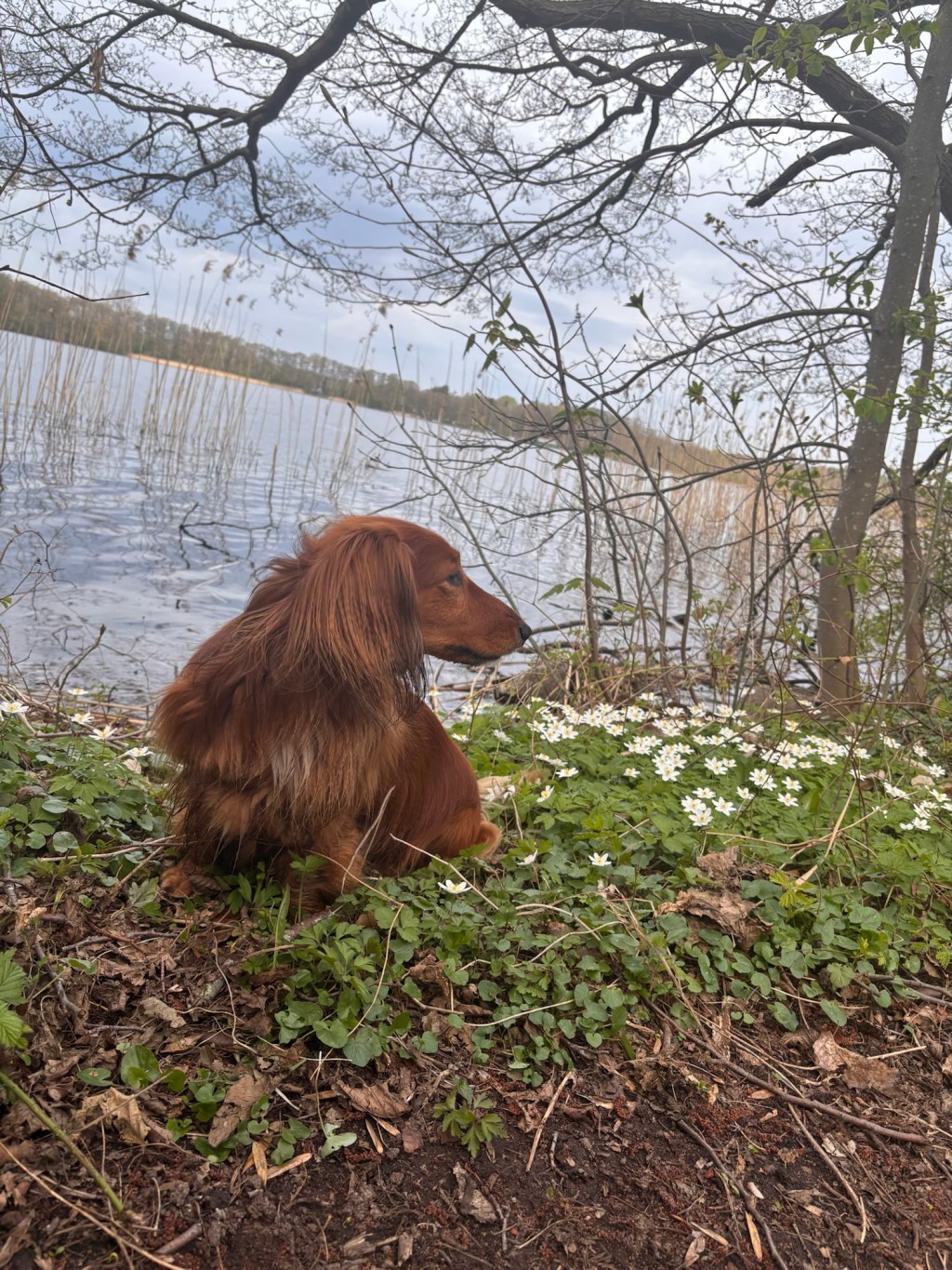 Der Dümmersee mit Hund