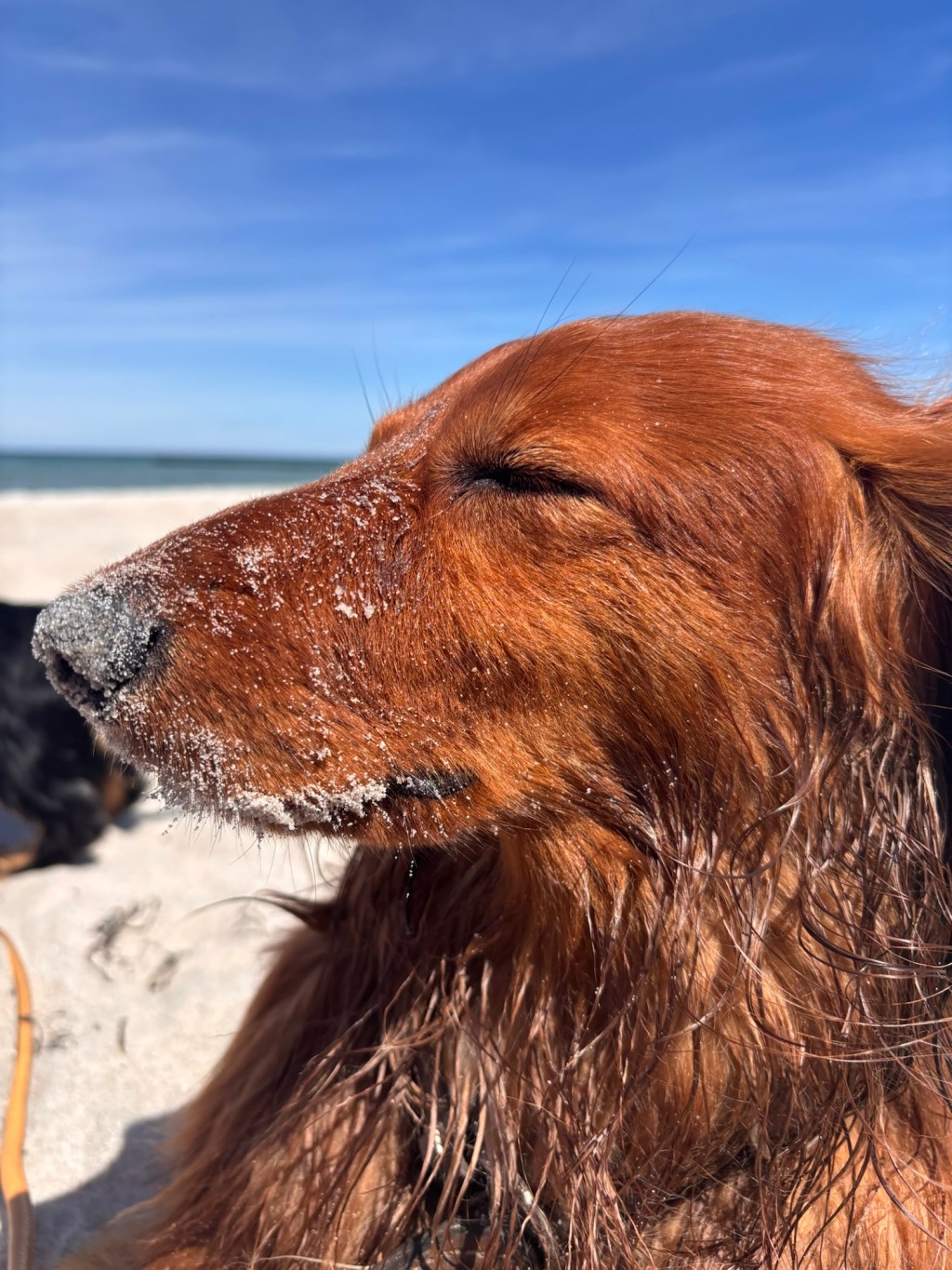 Fischland Darß Zingst mit Hunden
